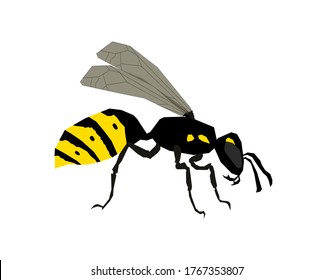 Wasp side view vector isolated illustration