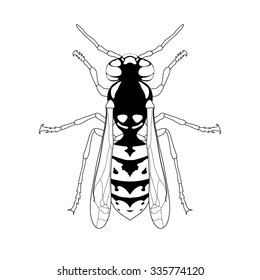 Wasp. Sketch of Wasp. Wasp isolated on white background. Wasp Design for coloring book.  hand-drawn Wasp. Vector illustration