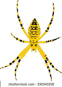 wasp spider