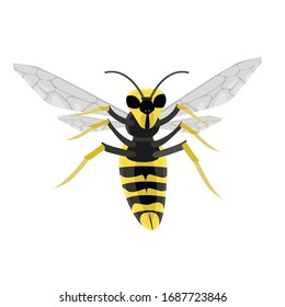 Wasp with spread legs and four wings. Vector illustration on isolated background.