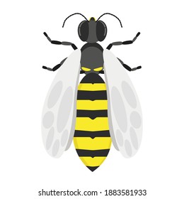 Wasp, a stinging striped insect with light wings, a symbol of strength and aggression, a flying insect with yellow stripes vector illustration