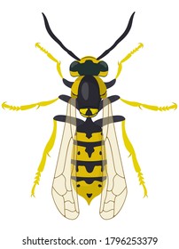 Wasp top view. Insect in cartoon style.