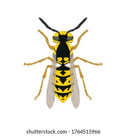 Wasp. Wasp top view. Isolated on a white background.