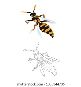 wasp in two versions: color and black and white. coloring book for children on the theme of insects and wildlife. vector isolated. line art and cartoon