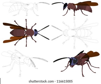 Wasp Vector 01