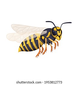 Wasp vector cartoon icon. Vector illustration insect wasp on white background. Isolated cartoon illustration icon of insect hornet.