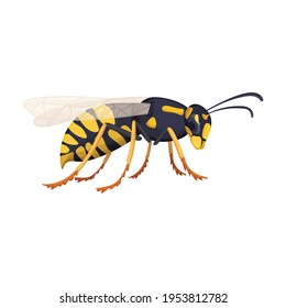 Wasp vector cartoon icon. Vector illustration insect wasp on white background. Isolated cartoon illustration icon of insect hornet.