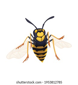 Wasp vector cartoon icon. Vector illustration insect wasp on white background. Isolated cartoon illustration icon of insect hornet.