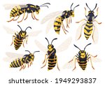 Wasp vector cartoon icon set . Collection vector illustration yellow wasp on white background. Isolated cartoon icon set bee and hornet for web design.