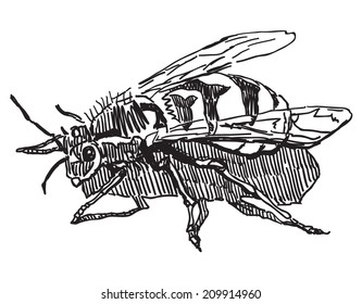 Wasp vector drawing isolated on white background 