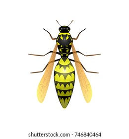 Wasp vector illustration
