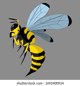 Wasp vector illustration colorful wings