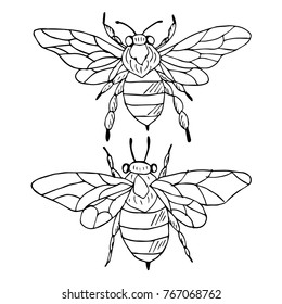 Wasp vector illustration. Doodle style. Design, print, decor, textile, paper