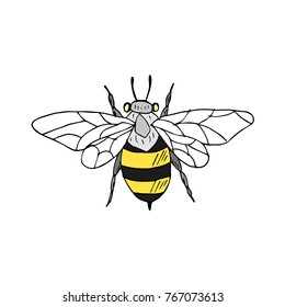 Wasp vector illustration. Doodle style. Design, print, decor, textile, paper