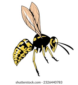 Wasp. Vector illustration of a hornet or bee. Dangerous striped insect