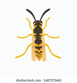 Wasp vector illustration Insect illustration isolated on white Colorful wasp Illustrated bug