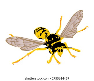 Wasp, Vektorgrafik einzeln auf weißem Hintergrund. Honig Biene Vektorsilhouette Symbol. Insektenschatten. Hornet-Silhouette. Gifttier.