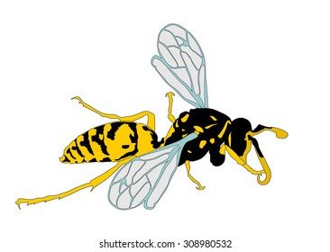 Wasp vector illustration isolated on white background.