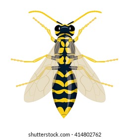 Wasp vector illustration isolated on a white background