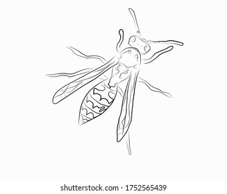 wasp vector on white background. Simple graphic illustration 