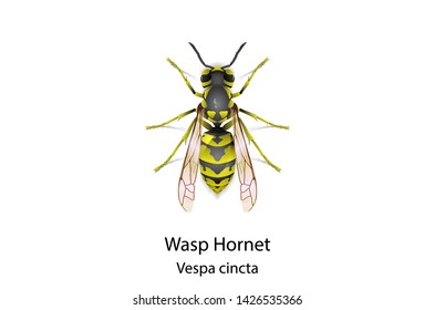 Wasp vector on white background.Wasp hornet vespa cincta.