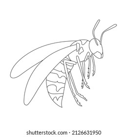 Wasp vector outline icon. Vector illustration insect wasp on white background. Isolated outline illustration icon of insect hornet.