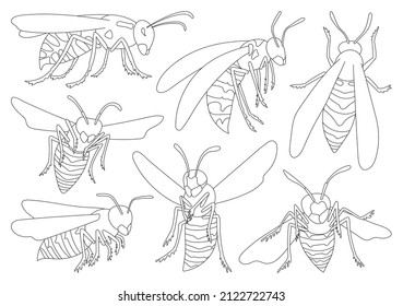 Wasp vector outline icon set . Collection vector illustration wasp on white background. Isolated outline icon set bee and hornet for web design.