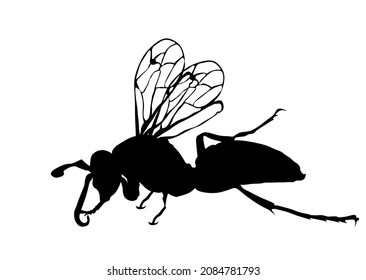 Wasp vector silhouette illustration isolated on white background. Honey bee vector silhouette symbol. Insect shadow. Hornet silhouette. Poison animal deadly insect with sting.