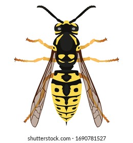 Wasp. The view from the top. Beautiful winged insect in cartoon style. Vector illustration isolated on a white background for design and web.
