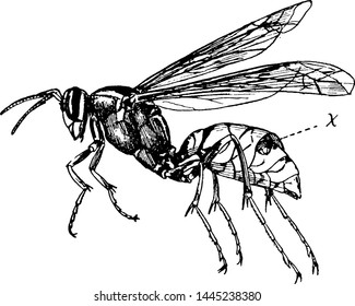 Wasp, vintage engraved illustration drawing.