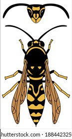 The wasp is yellow, orange and black. Vector graphics. Hand drawn illustration. Insect isolated on white background.