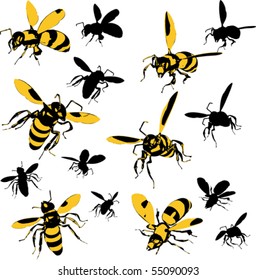Wasps