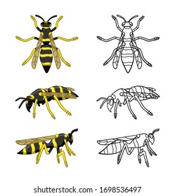 Wasps set colored and line versions isolated illustration. Cartoon and outline style. White background, vector.