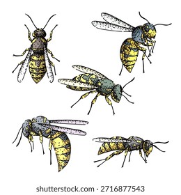 Wasps in various poses, an insect collection illustrating detailed anatomy with yellow and gray bodies on a plain white background for entomology or science concepts