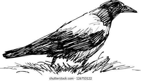 watching crow