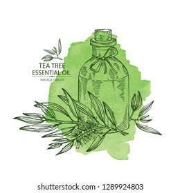 Watecolor background with tea tree and bottle of essential oil. Cosmetic, perfumery and medical plant. Vector hand drawn illustration