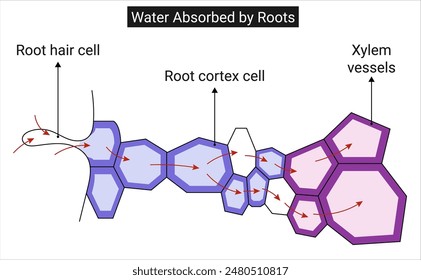 Agua absorbida por las raíces: T.S. de la raíz que muestra el movimiento del agua del suelo al xilema