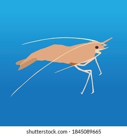 Water animals whale shell shark dolphin prawn vector