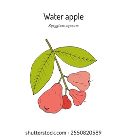 Manzana de agua o fruta de campana (Syzygium aqueum), planta comestible y medicinal. Ilustración vectorial botánica dibujada a mano