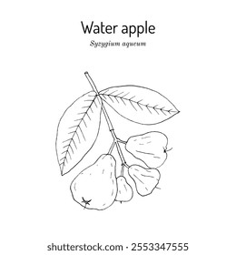 Manzana de agua o fruta de campana (Syzygium aqueum), planta comestible y medicinal. Ilustración vectorial botánica dibujada a mano