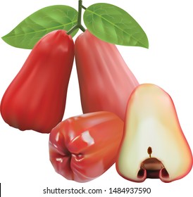 Water Apple fruit that is very fresh and sweet can be consumed directly can also be processed to make ice cream cakes or drinks in bottles and cans are very popular with children and adults