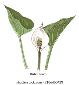 Water Arum , Poisonous And Medicinal Plant.