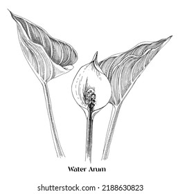 Water Arum , Poisonous And Medicinal Plant.