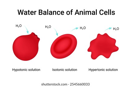 Water Balance of the Animal Cells