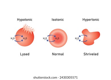 Water Balance in Animal Cells Scientific Design. Vector Illustration.	