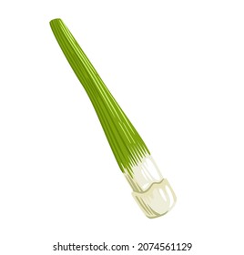 Water Bamboo shoot. Asian cuisine ingredient, vegetable. Healthy vegetarian food. Hand drawn flat vector illustration.