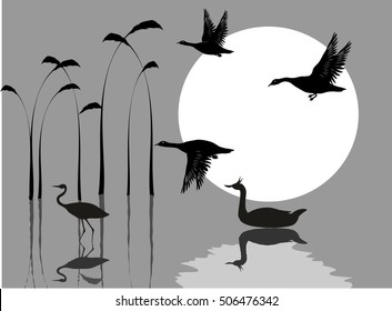 Water birds, mirrors on water, river, red sun, vector silhouettes
