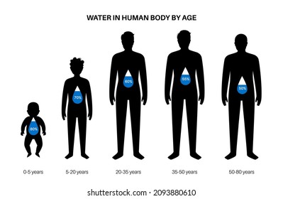 Water Body Balance By Age. H2O Level Poster. Good Metabolism And Healthy Nutrition Concept. Infographic With Fluid Balance. Male Infant, Child, And Adult Men Silhouettes Flat Vector Illustration.