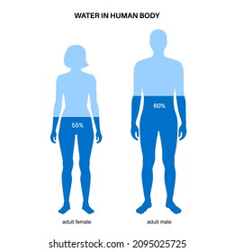 Water body balance concept. H2O level poster. Good metabolism, healthy nutrition and self care. infographic with fluid balance in adult person. Female and male silhouette flat vector illustration