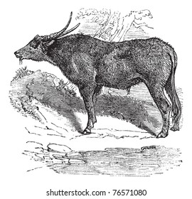 Water buffalo, domestic Asian water buffalo or Bubalus bubalis (Bos bubalis) vintage engraving. Old engraved illustration of a water buffalo eating grass. Trousset encyclopedia